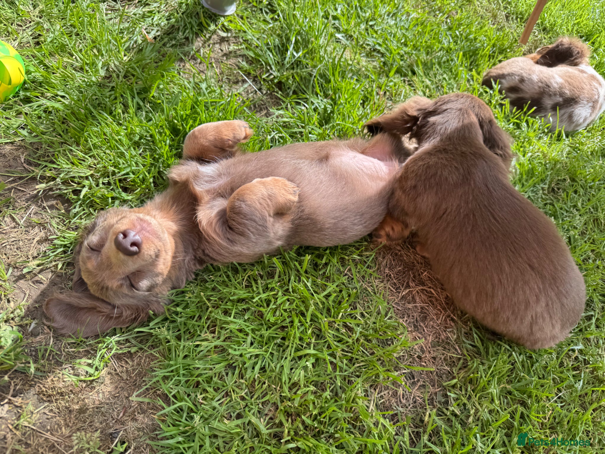 Miniature Dachshund dogs for sale: Miniature Long hair dachshund puppies  - Advert 9