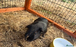 Guinea Pig rodents for sale: Sweet guinea pig boys to rehome. - Image 9