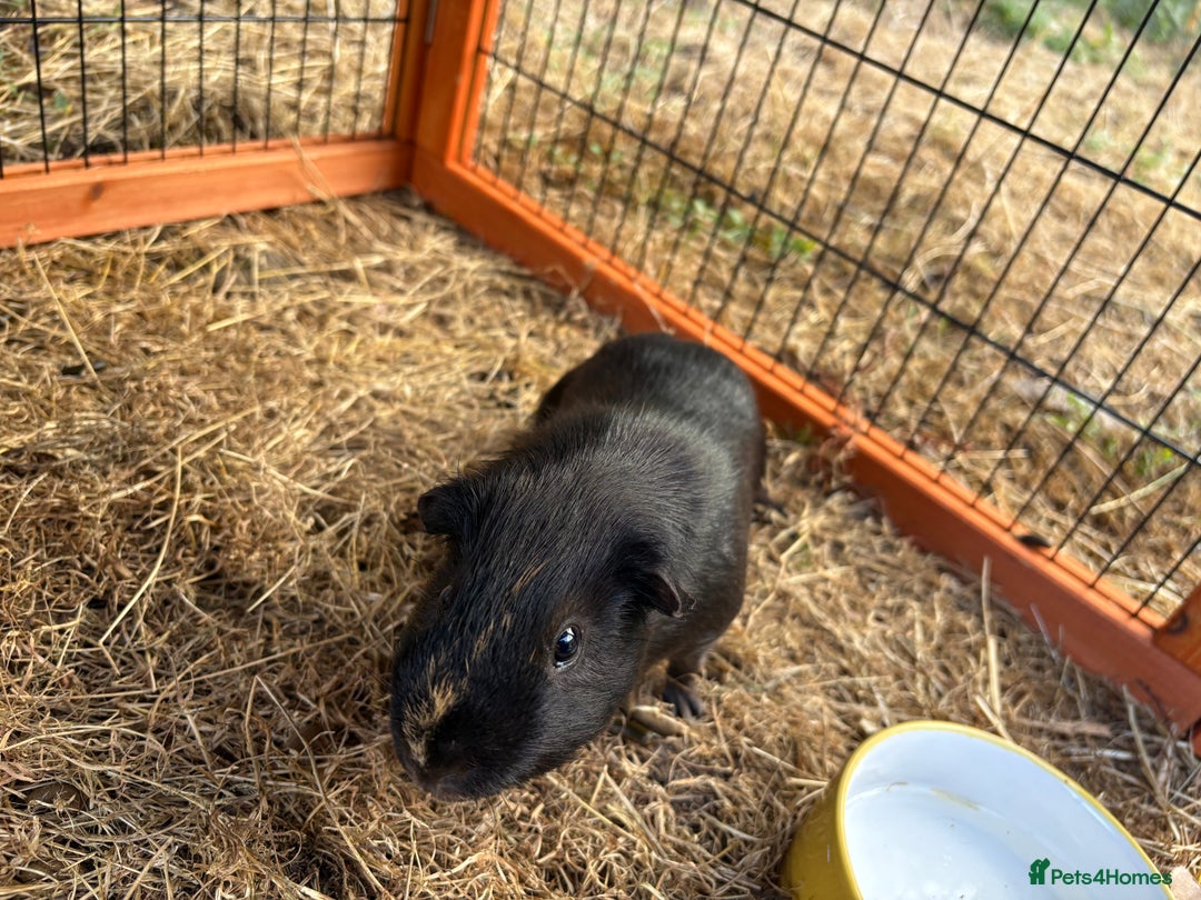 Guinea Pig rodents for sale: Sweet guinea pig boys to rehome. - Image 9