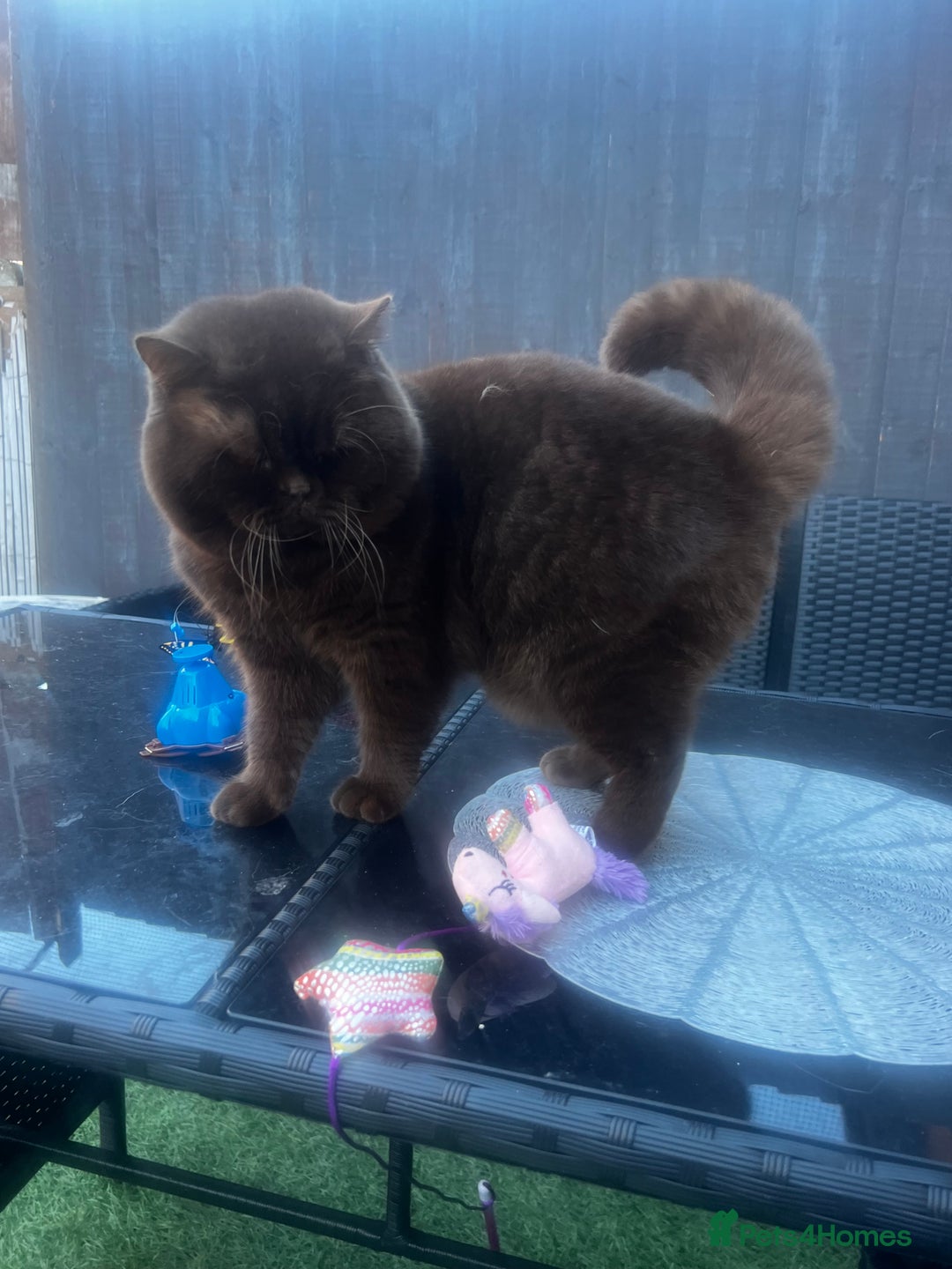 British Shorthair cats for sale:  Chocolate British Shorthair Made- GCCF Active - Advert 3