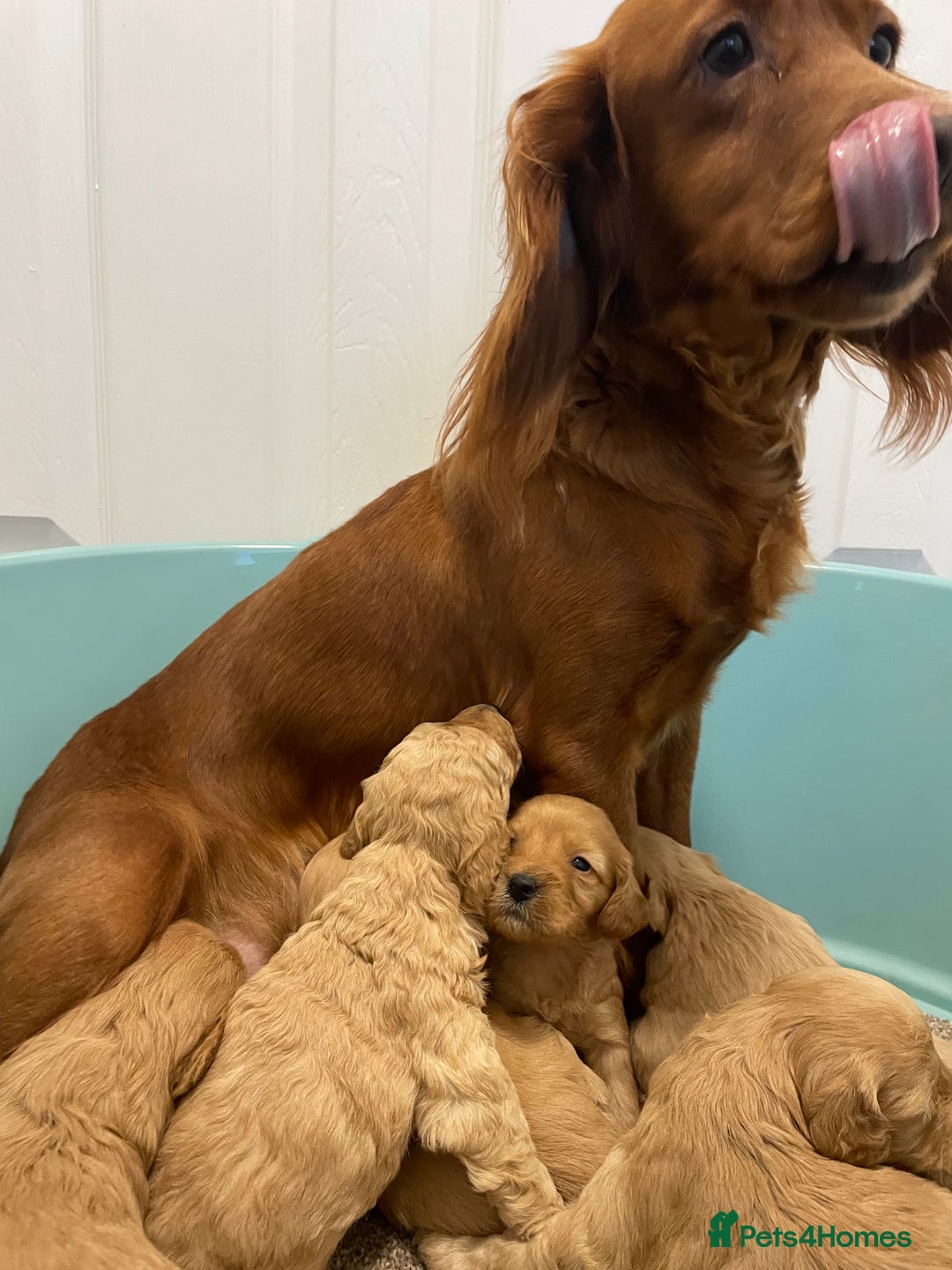 Cockapoo dogs for sale: P,r,a clear f1 cockpoo - Advert 17