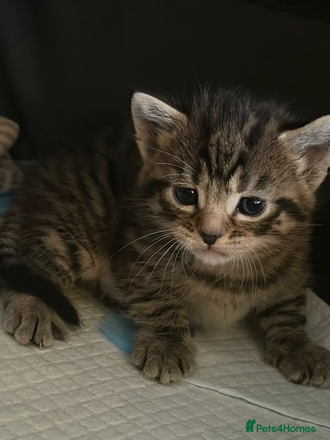 Mixed Breed cats for sale: Tabby kittens - Advert 19