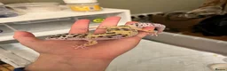 Leopard Gecko reptiles for sale: FEMALE LEOPARD GECKO (FOR SALE) - Advert 4