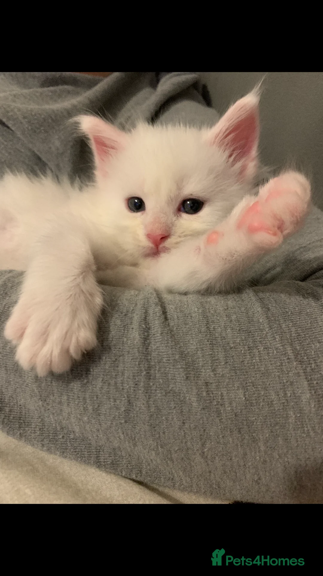 Maine Coon cats for sale: Beautiful GCCF Maine Coons  - Advert 22