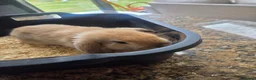Mini Lop rabbits for sale: Mini Lop Bunnies for sale in Stockport - Advert 9