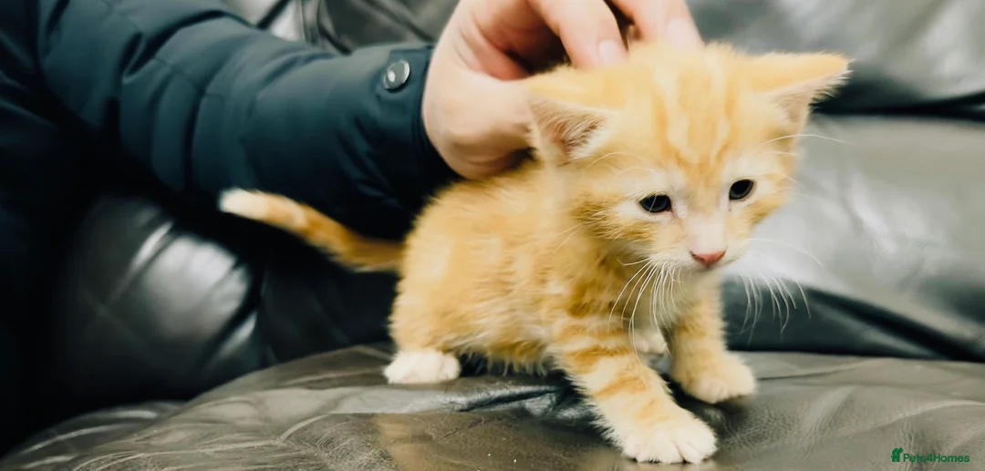 Mixed Breed cats for sale: 2 kittens available ready now  - Advert 9