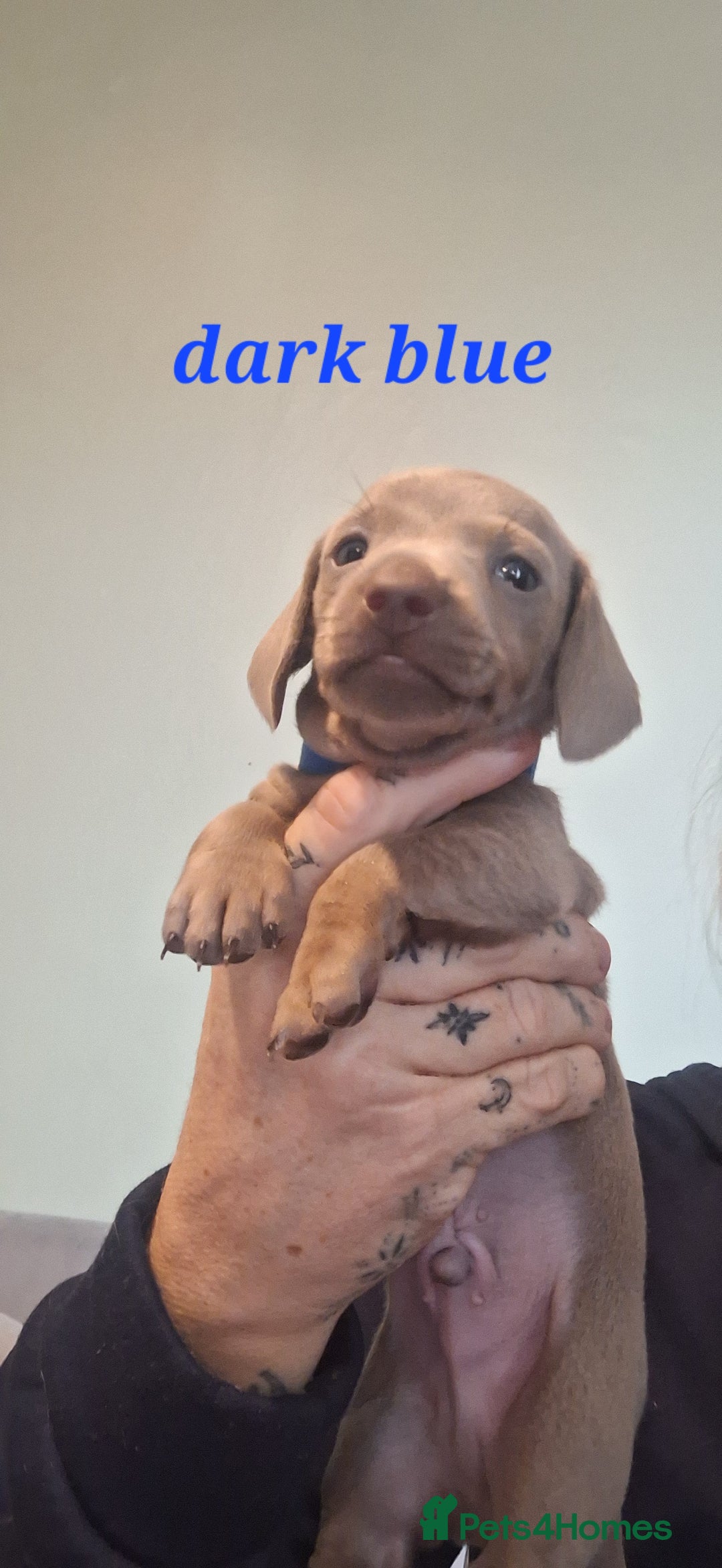 Dachshund dogs for sale: Lilac minuture dashound puppies - Image 2