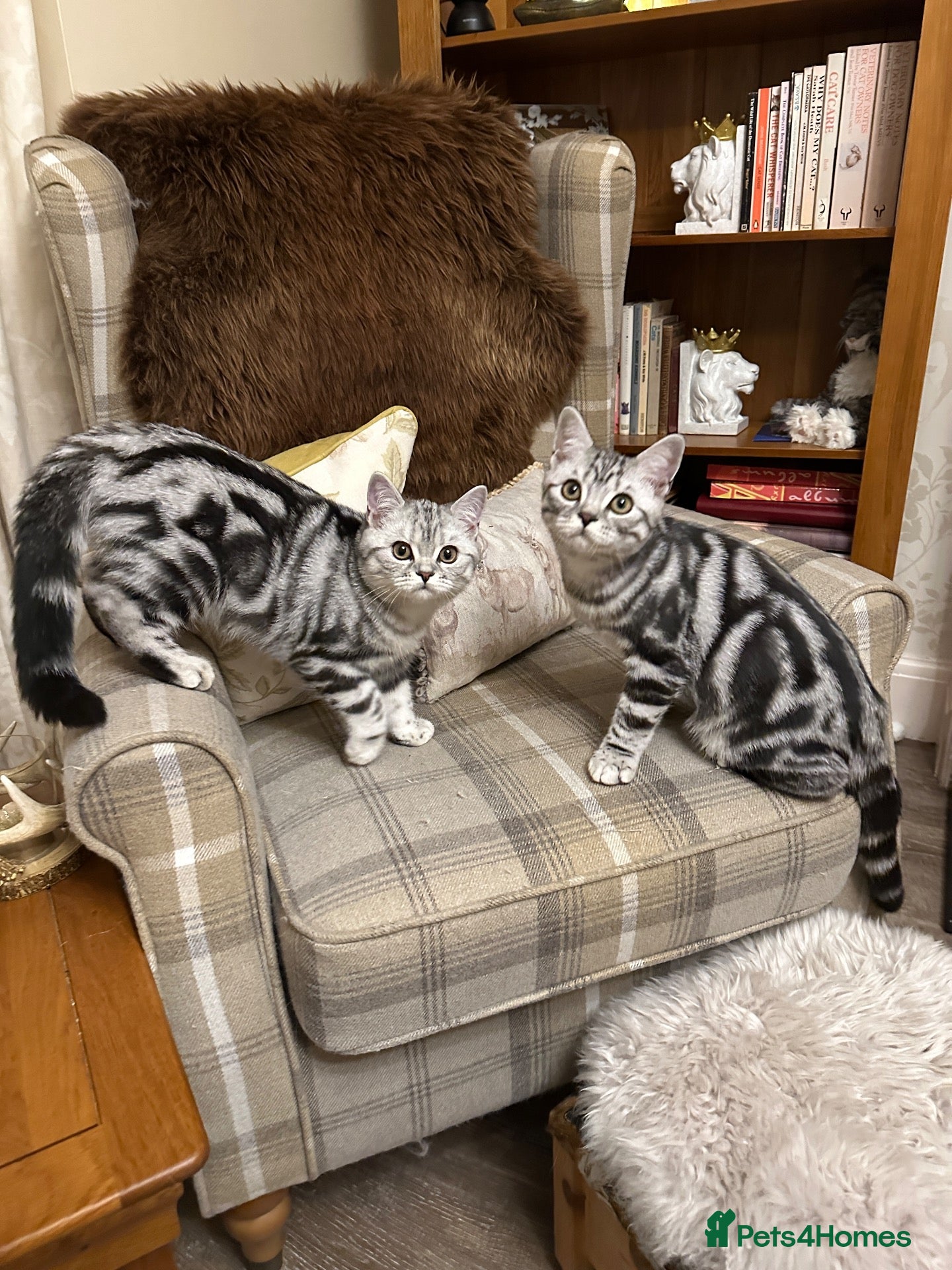 British Shorthair cats Silver Tabby British shorthair Registered Kittens  - Advert 1