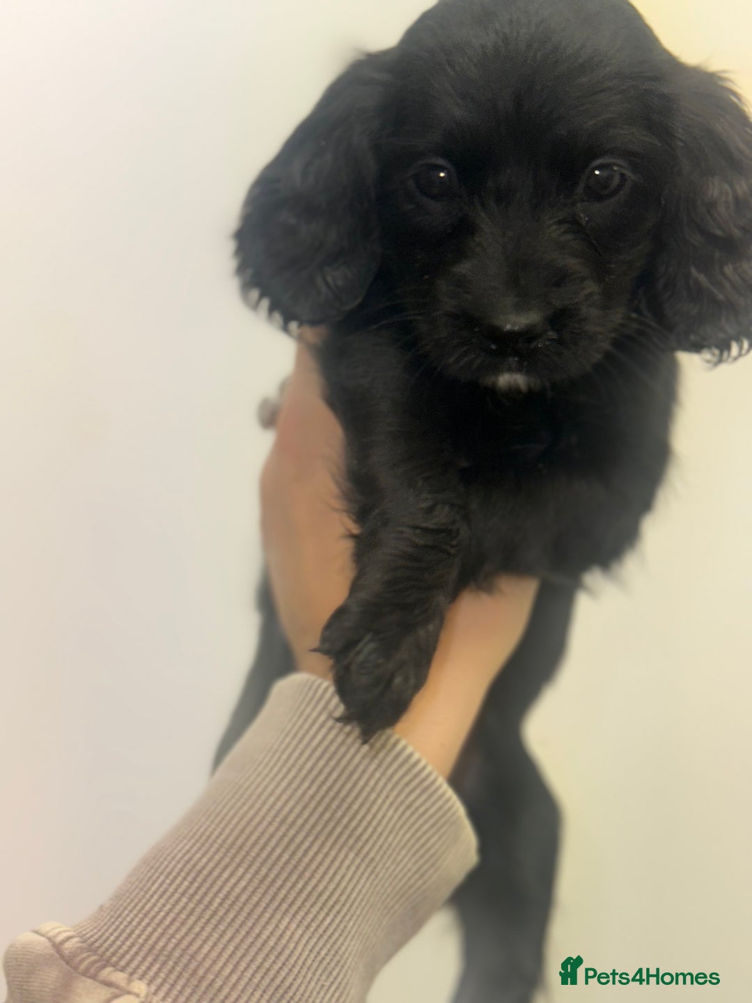 Cockapoo dogs for sale: Beautiful mixed Merle F2B Cockapoos  - Advert 31