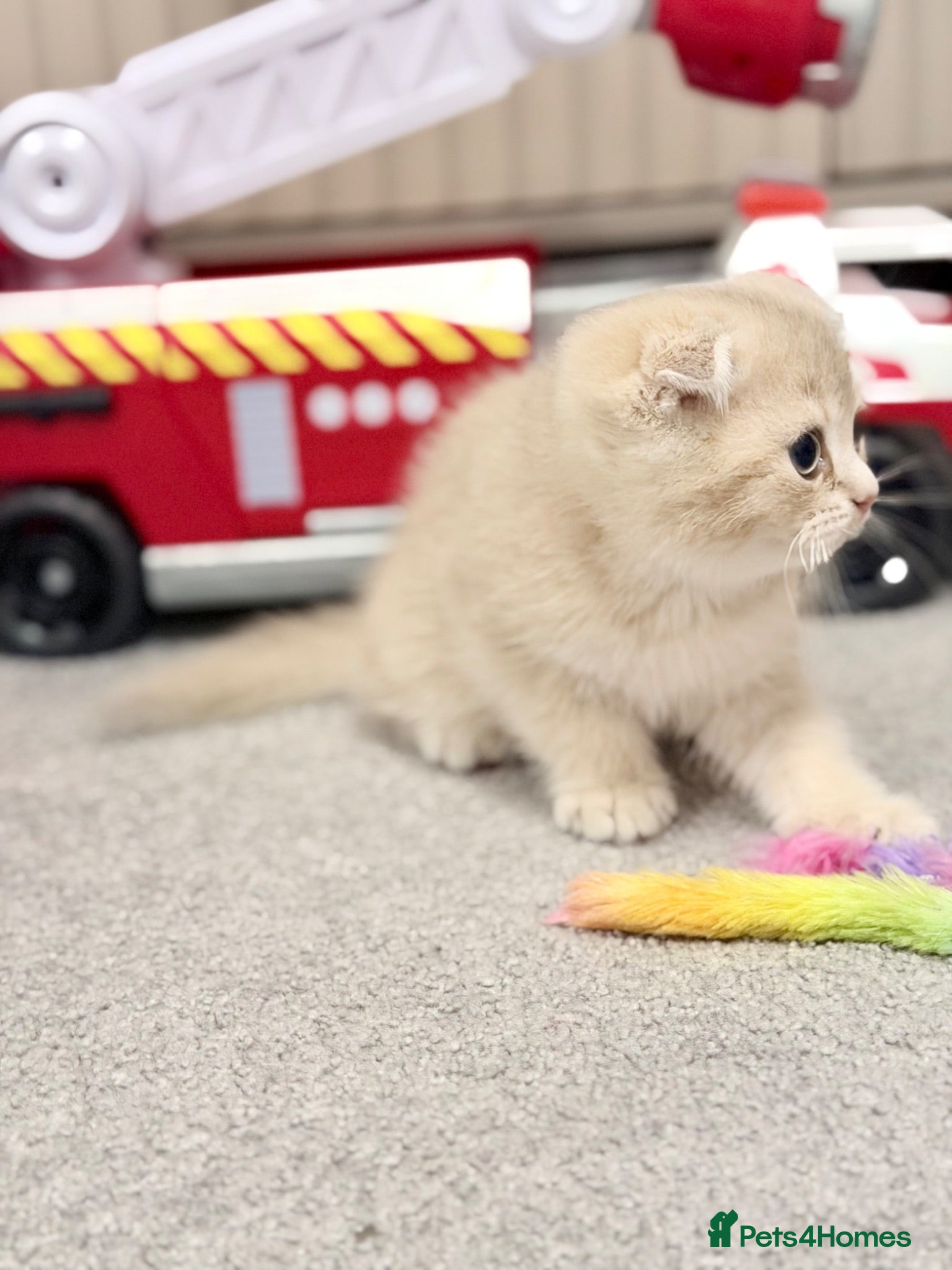 Scottish Fold cats Full Pedigree Beautiful Scottish Fold Kittens tica - Advert 2
