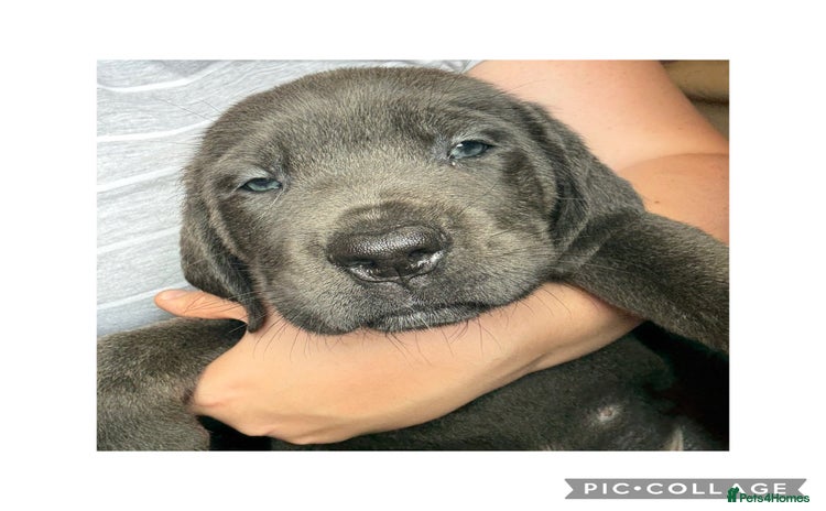 Cane Corso dogs - Advert 2