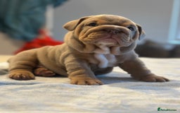 English Bulldog dogs for sale: Stunning KC Registered English Bulldog Puppies - Image 19
