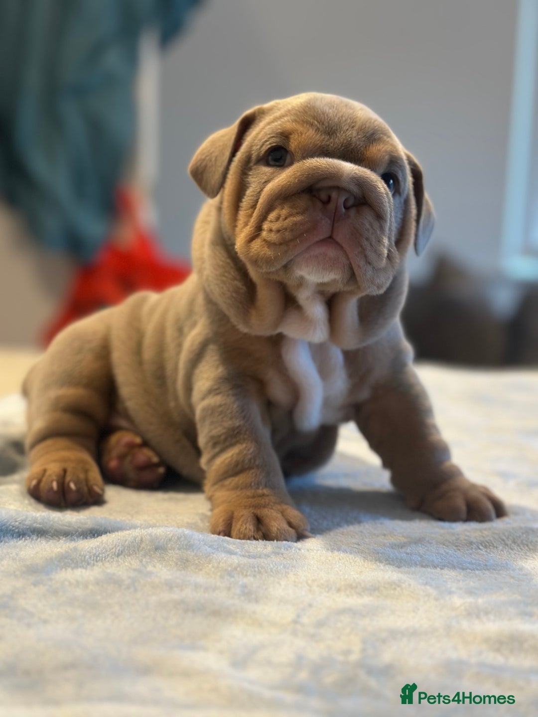 English Bulldog dogs for sale: Stunning KC Registered English Bulldog Puppies - Image 19