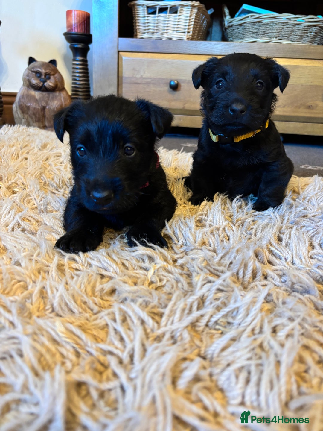 Scottish Terrier dogs for sale: KC Registered Black Scottish terrier  - Advert 8