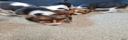 Beagle dogs for sale: 4 beagle puppies - Advert 3