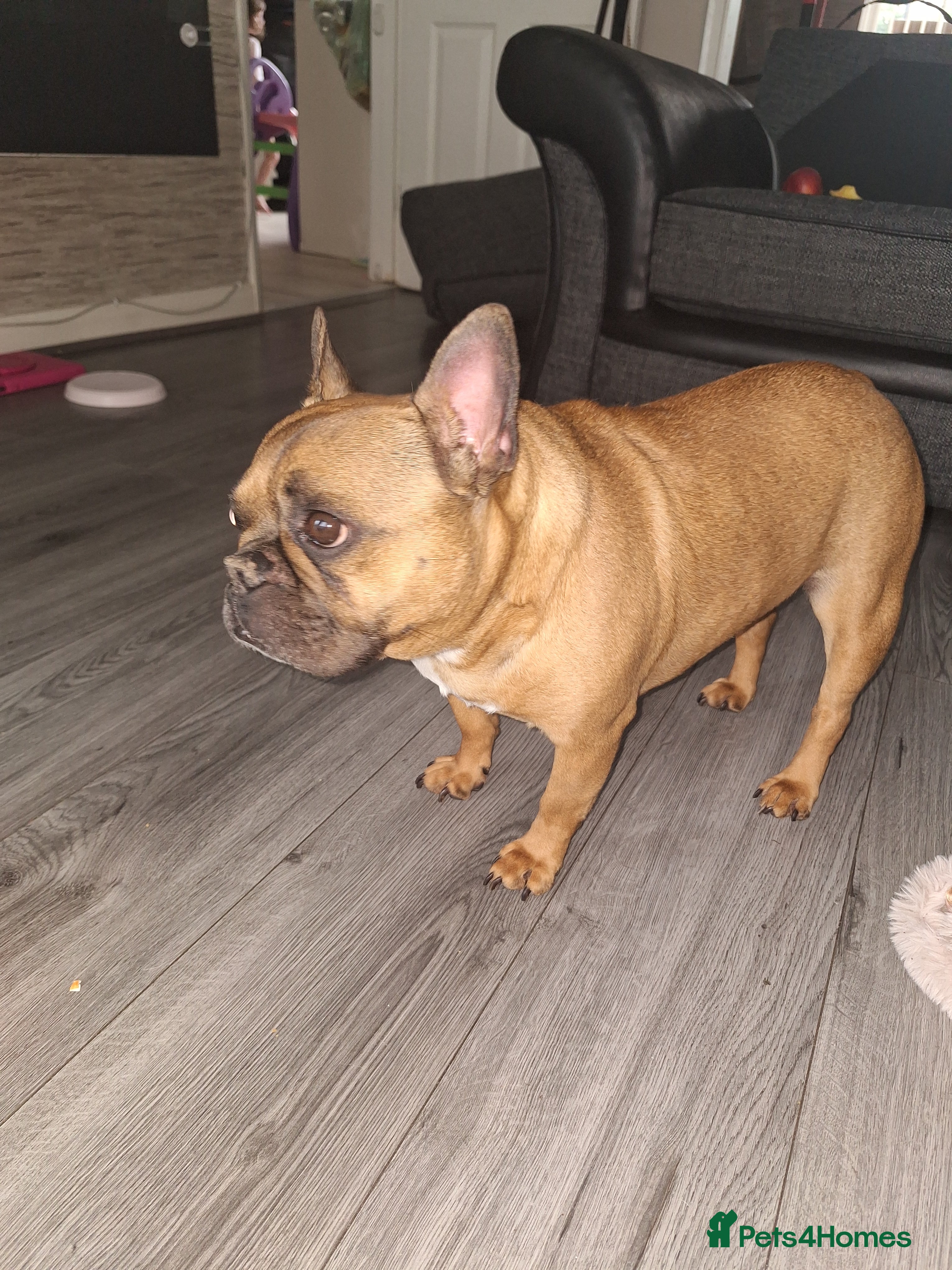 French Bulldog dogs Chico - Advert 1
