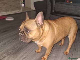 French Bulldog dogs Chico - Advert 1