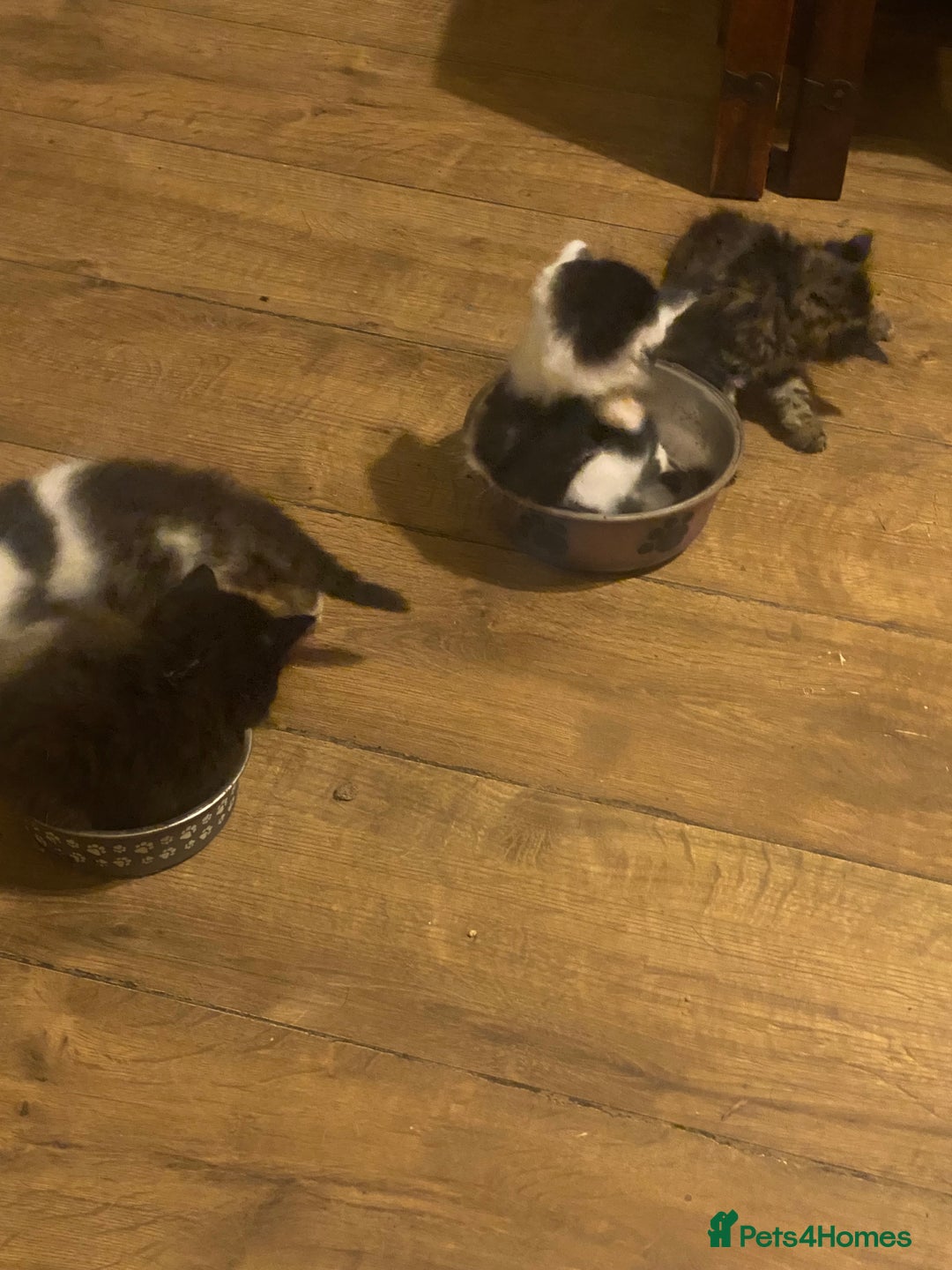 Mixed Breed cats for sale: READY NOW….Mainecoon cross Kittens (2 litters)  - Image 13