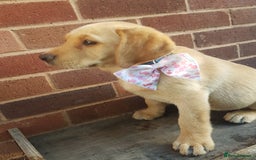 Labrador Retriever dogs for sale: KC Registered Labrador puppies  - Image 14