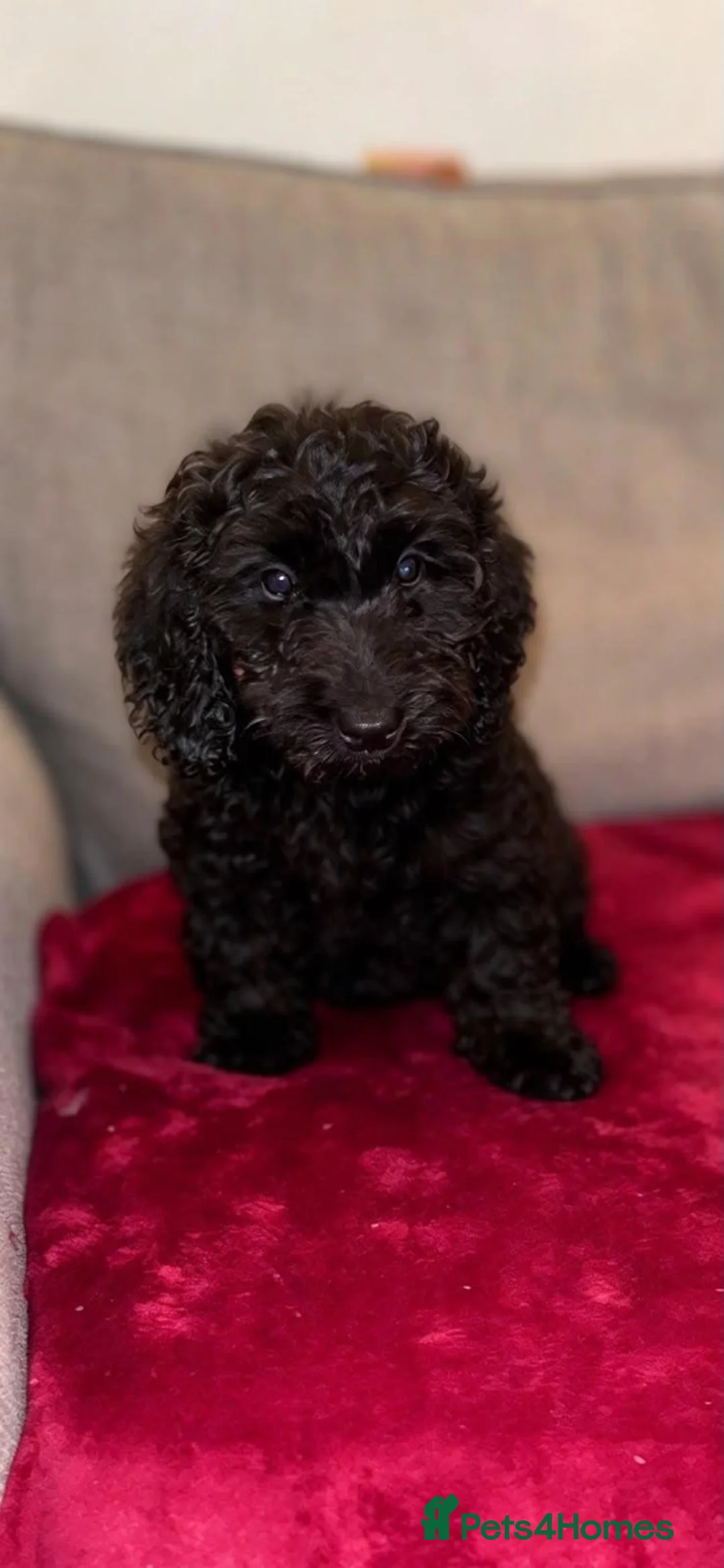 Cockapoo dogs for sale: Cockerpoo puppies  - Advert 1