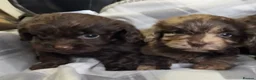 Cockapoo dogs for sale: F1 CHOCOLATE/ CHOCOLATE MERLE COCKAPOOS  - Advert 5