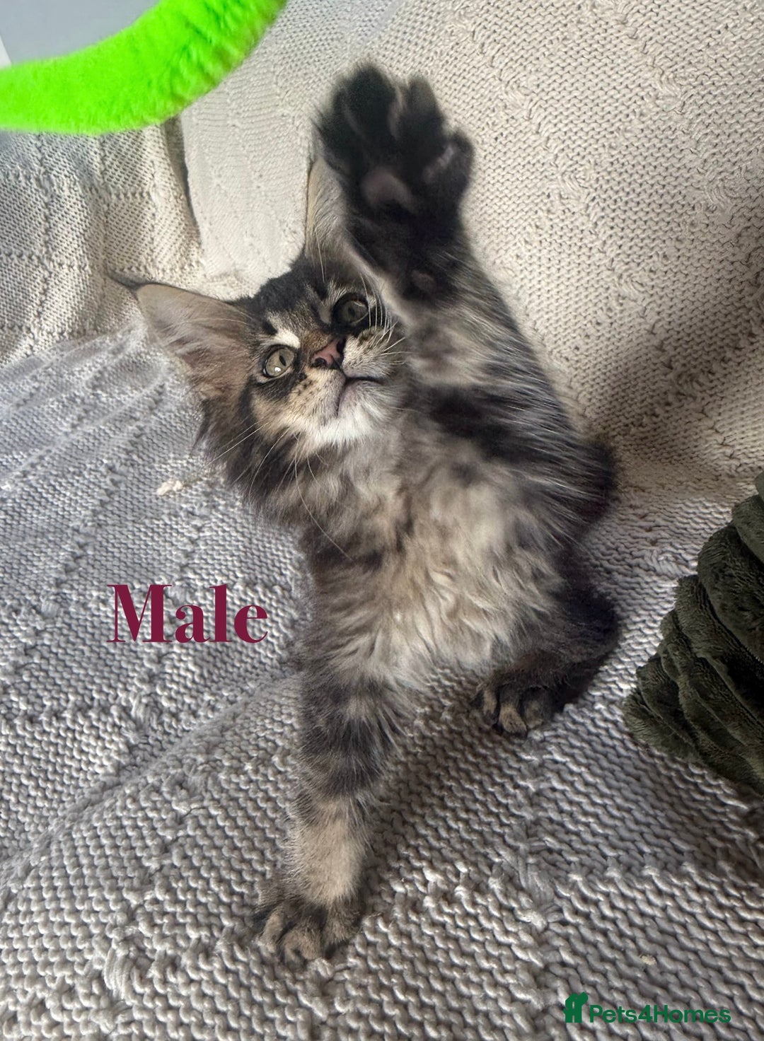 Maine Coon cats for sale: Beautiful pedigree maine coons, open to offers - Image 3