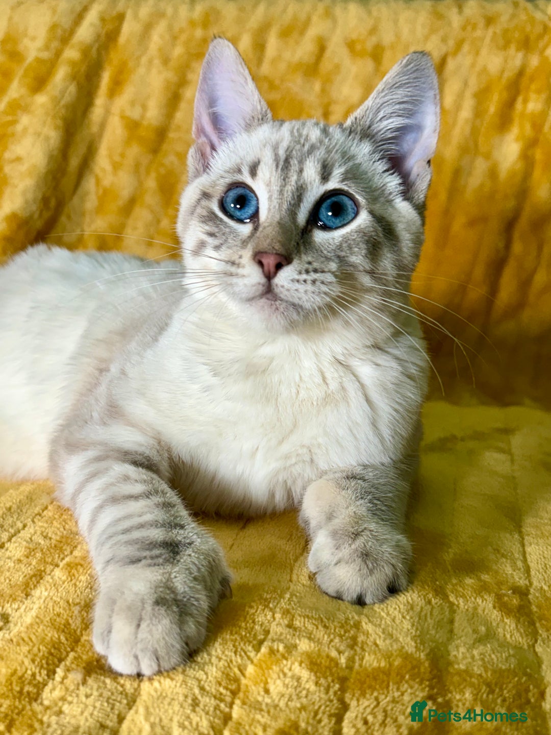 Bengal cats for sale: Breathtaking rare polydactyl snow leopard  - Advert 5