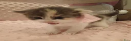 American Shorthair cats for sale: 6 gorgeous mix breed kittens  - Advert 7