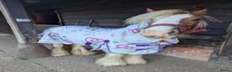 Irish Cob horses for sale: Beautiful Skewbald Mare, 6 years old, approx.13'1 in Saxmundham - Advert 2