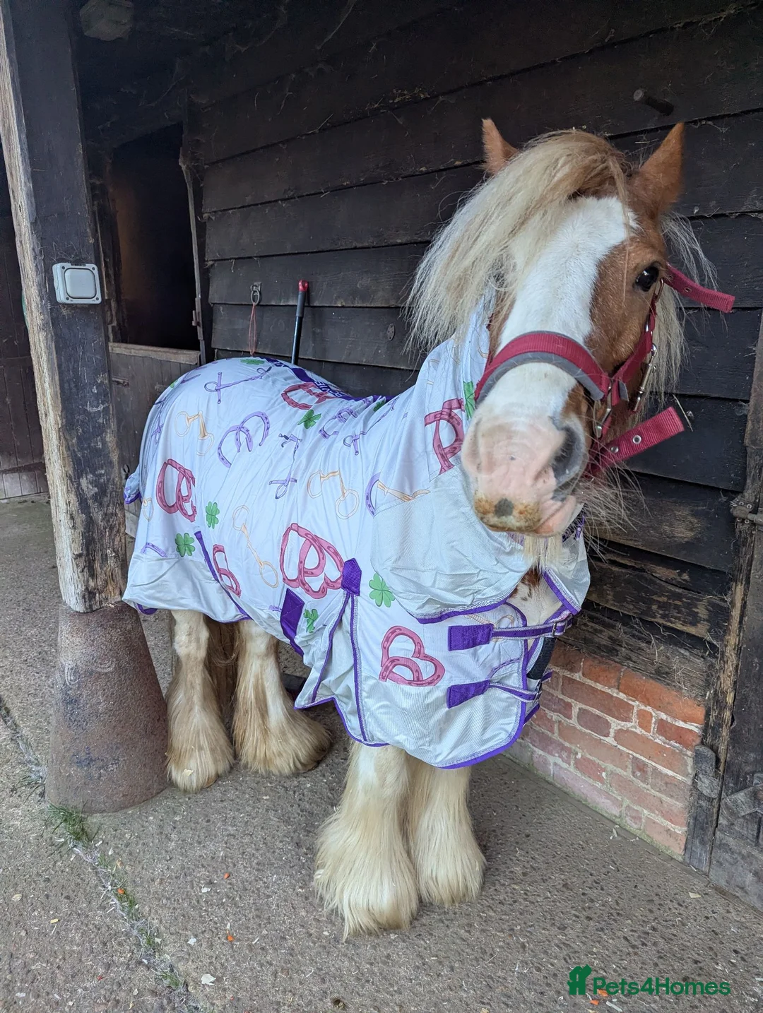 Irish Cob horses for sale: Beautiful Skewbald Mare, 6 years old, approx.13'1 in Saxmundham - Advert 2