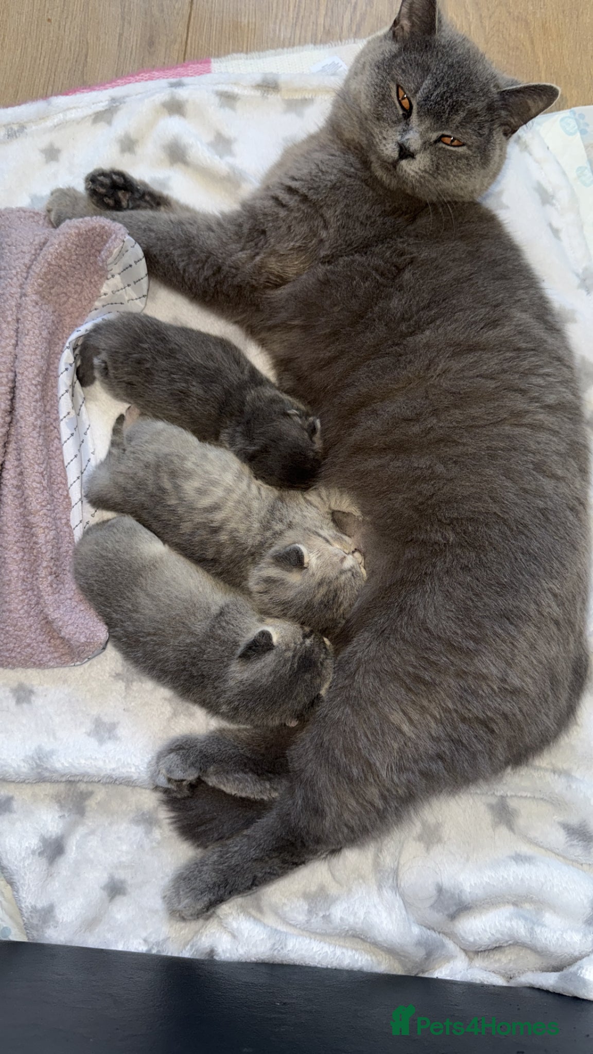 British Shorthair cats for sale: Pure Pedigree British Shorthair Kittens - Advert 1