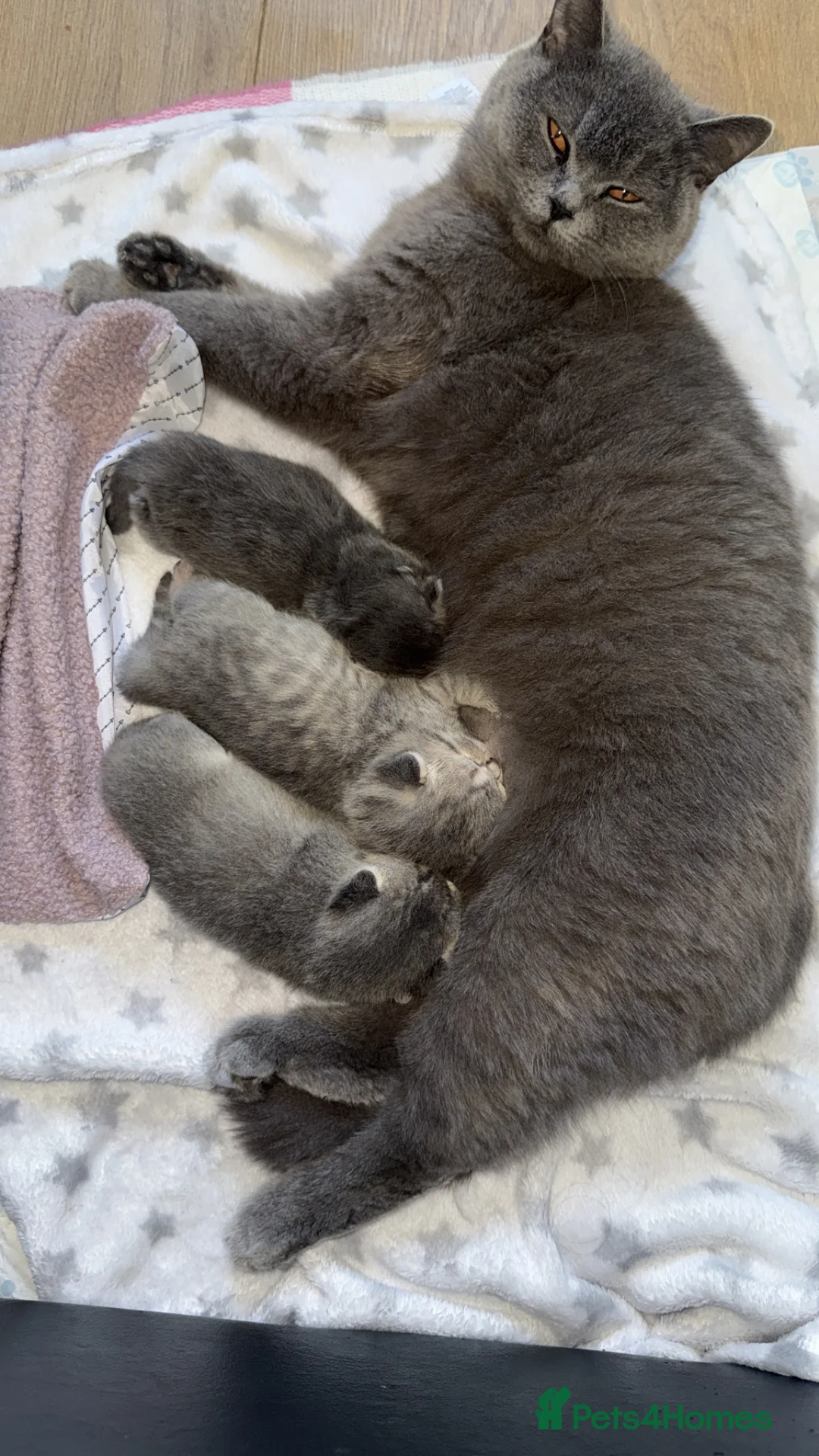British Shorthair cats for sale: Pure Pedigree British Shorthair Kittens - Advert 1