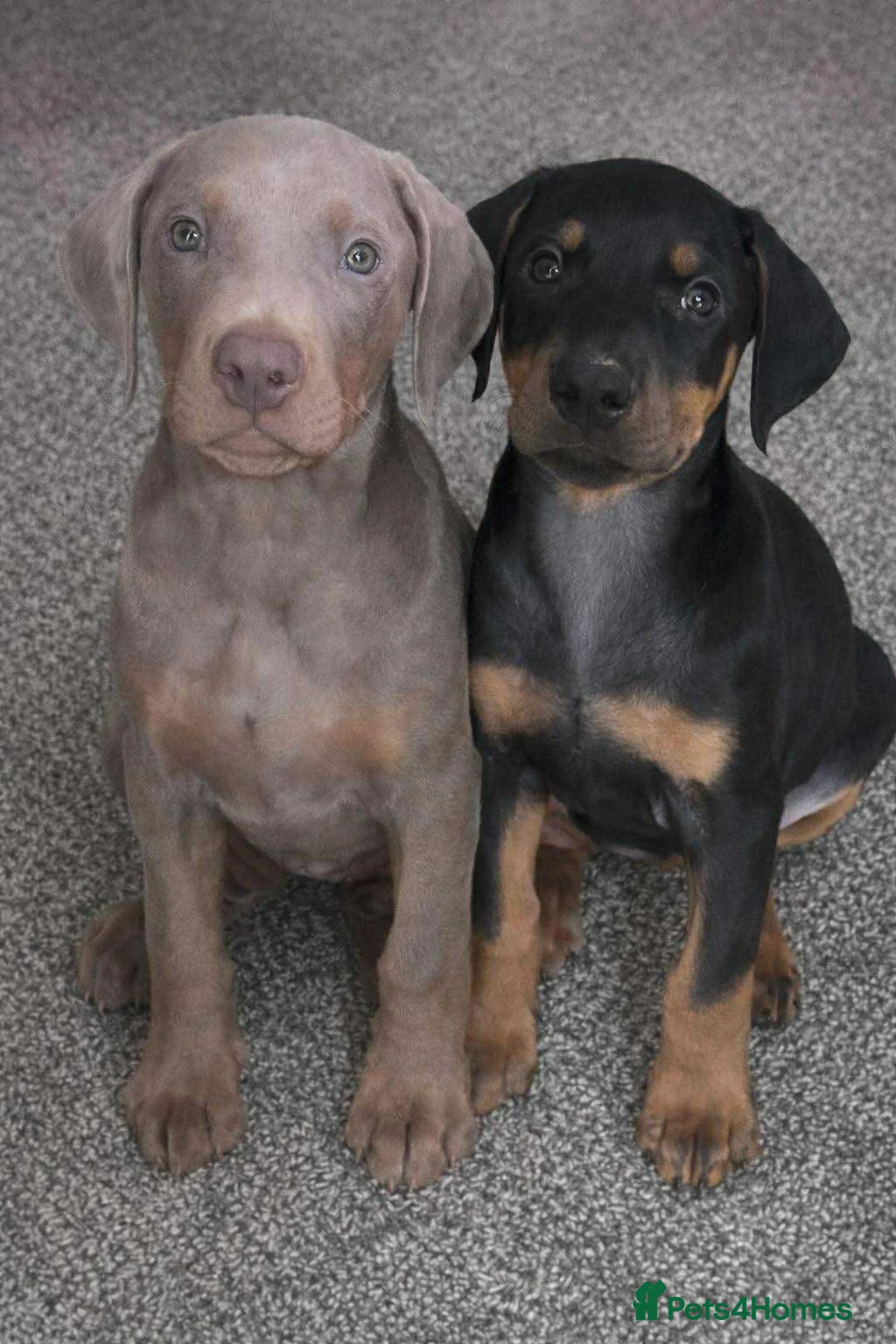 Dobermann dogs for stud: Dobermann Stud KC  - Advert 6