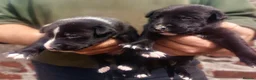 Mixed Breed dogs for sale: Lurcher pups (Collie x Whippet) - Advert 1