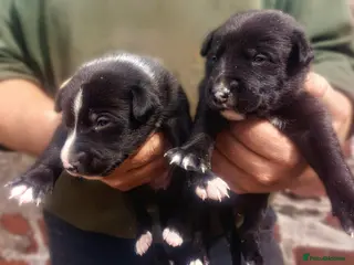 Mixed Breed dogs Lurcher pups (Collie x Whippet) - Advert 3