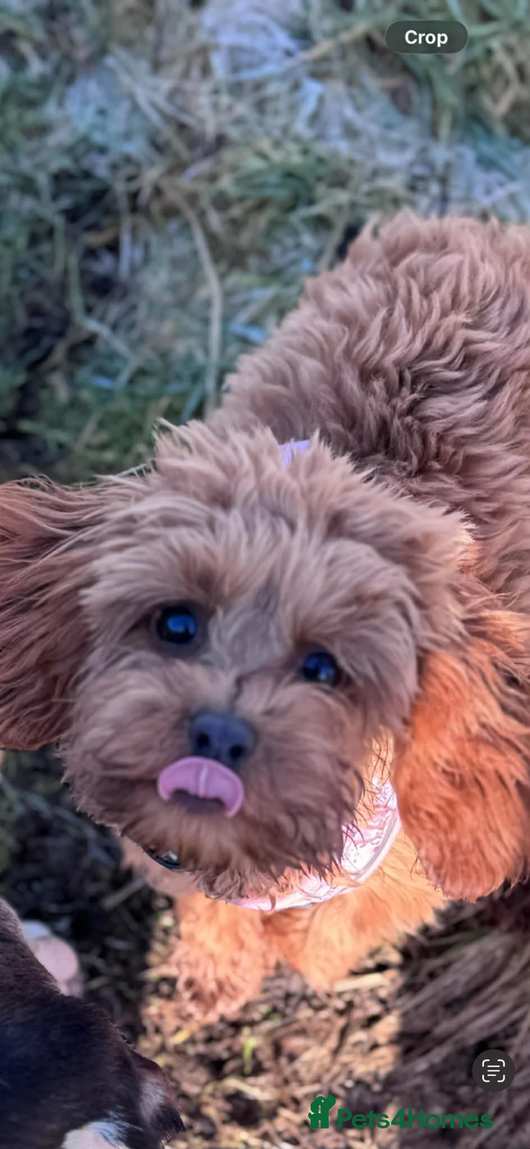 Cavapoo dogs for sale: Stunning Cavapoo female  - Advert 3