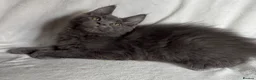 Maine Coon cats for sale: Reduced! TICA Maine Coon Kittens active possible  - Advert 19