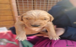 Golden Retriever dogs for sale: Working golden retriever puppies  - Image 24