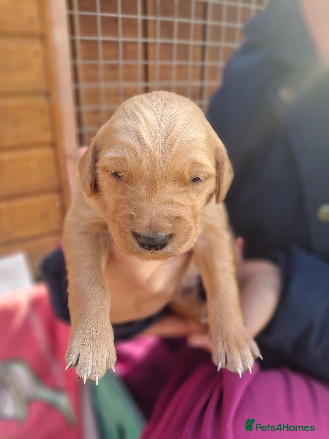 Golden Retriever dogs for sale: Working golden retriever puppies  - Image 24