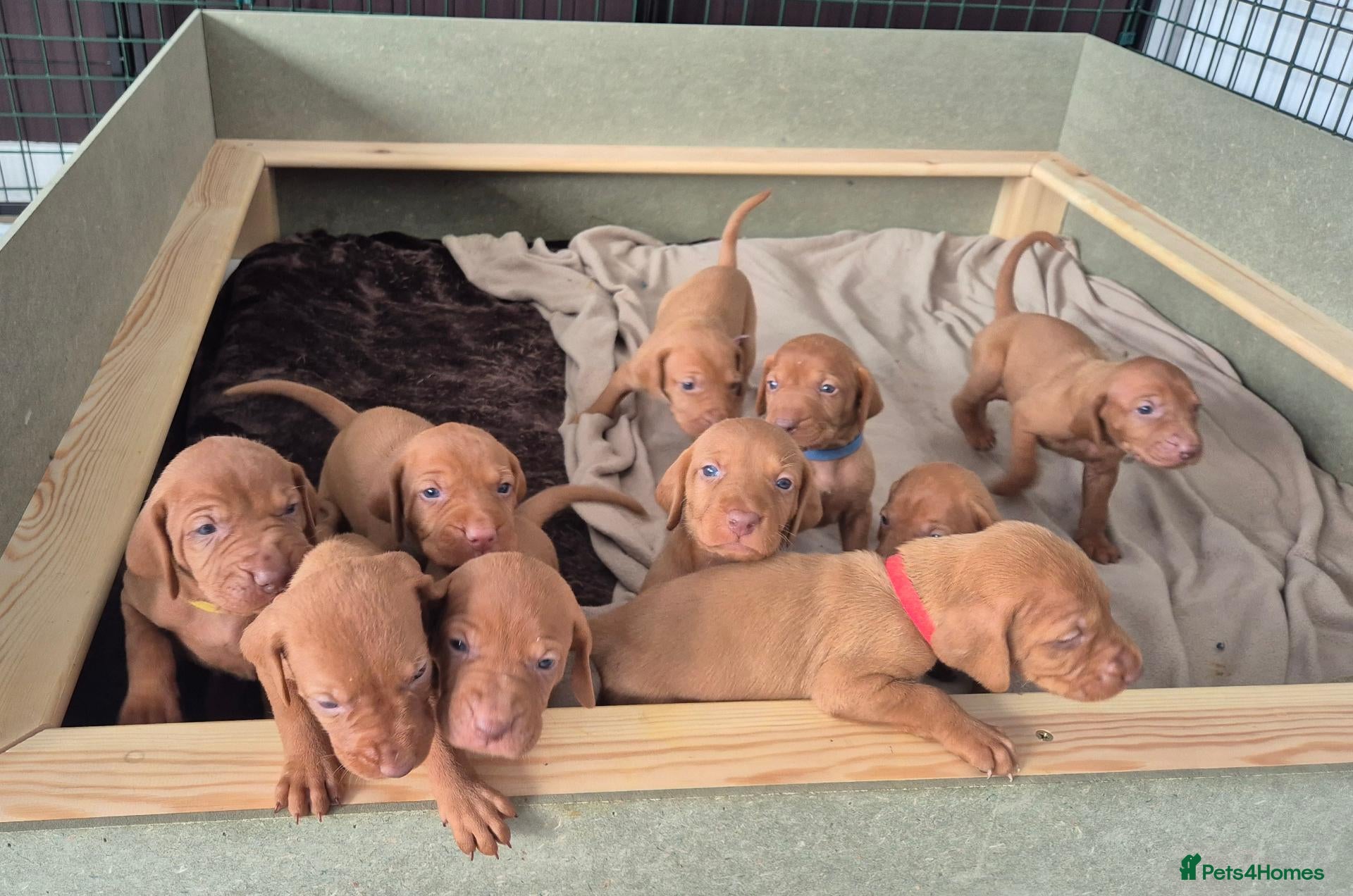 Hungarian Vizsla dogs Hungarian Wirehaired Vizsla - Advert 13