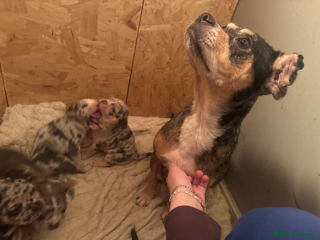 Mixed Breed dogs for sale:  French bulldog 1/4 chihuahua puppies  - Advert 11