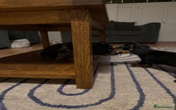 Dachshund dogs for sale: Standard Dachshund Puppy – Ready Now - Image 10