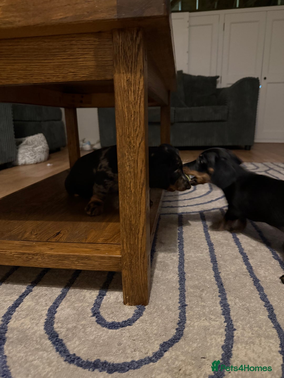 Dachshund dogs for sale: Standard Dachshund Puppy – Ready Now - Image 10