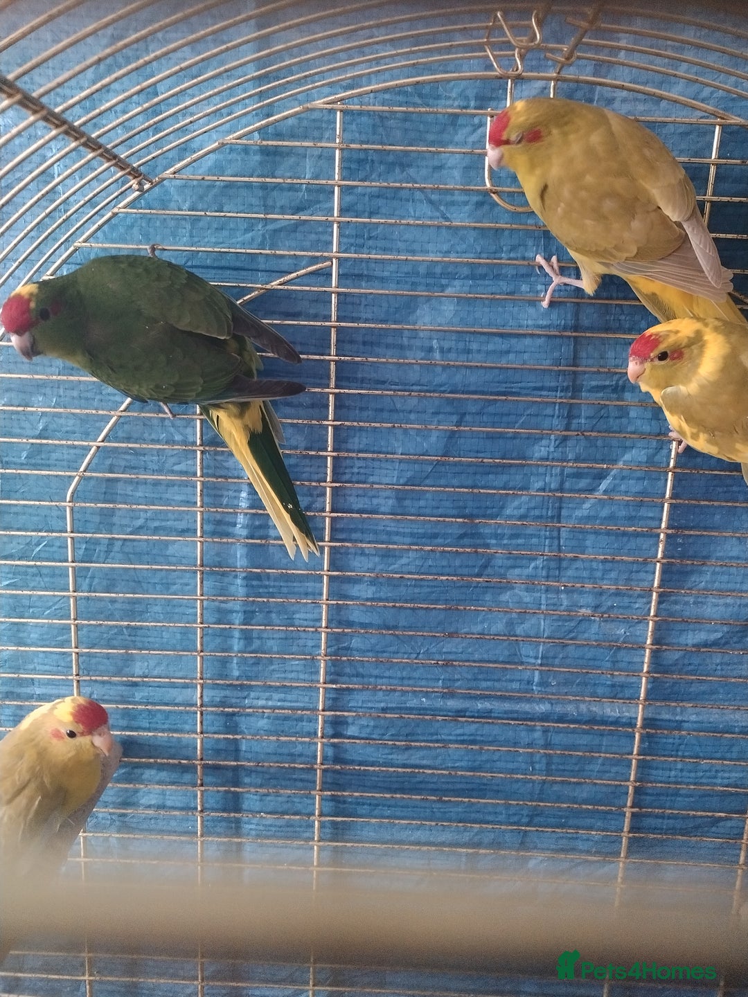 Parrots birds for sale: For sale  - Image 9