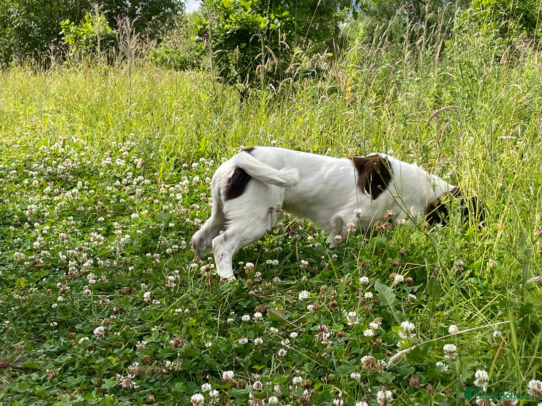 English Springer Spaniel dogs for stud: English Springer Spaniel Stud – “PADDY’S GILL LAD - Advert 4
