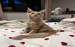 Maine Coon cats for sale: 2 Cream MC kittens ready for their fur-ever homes - Image 10