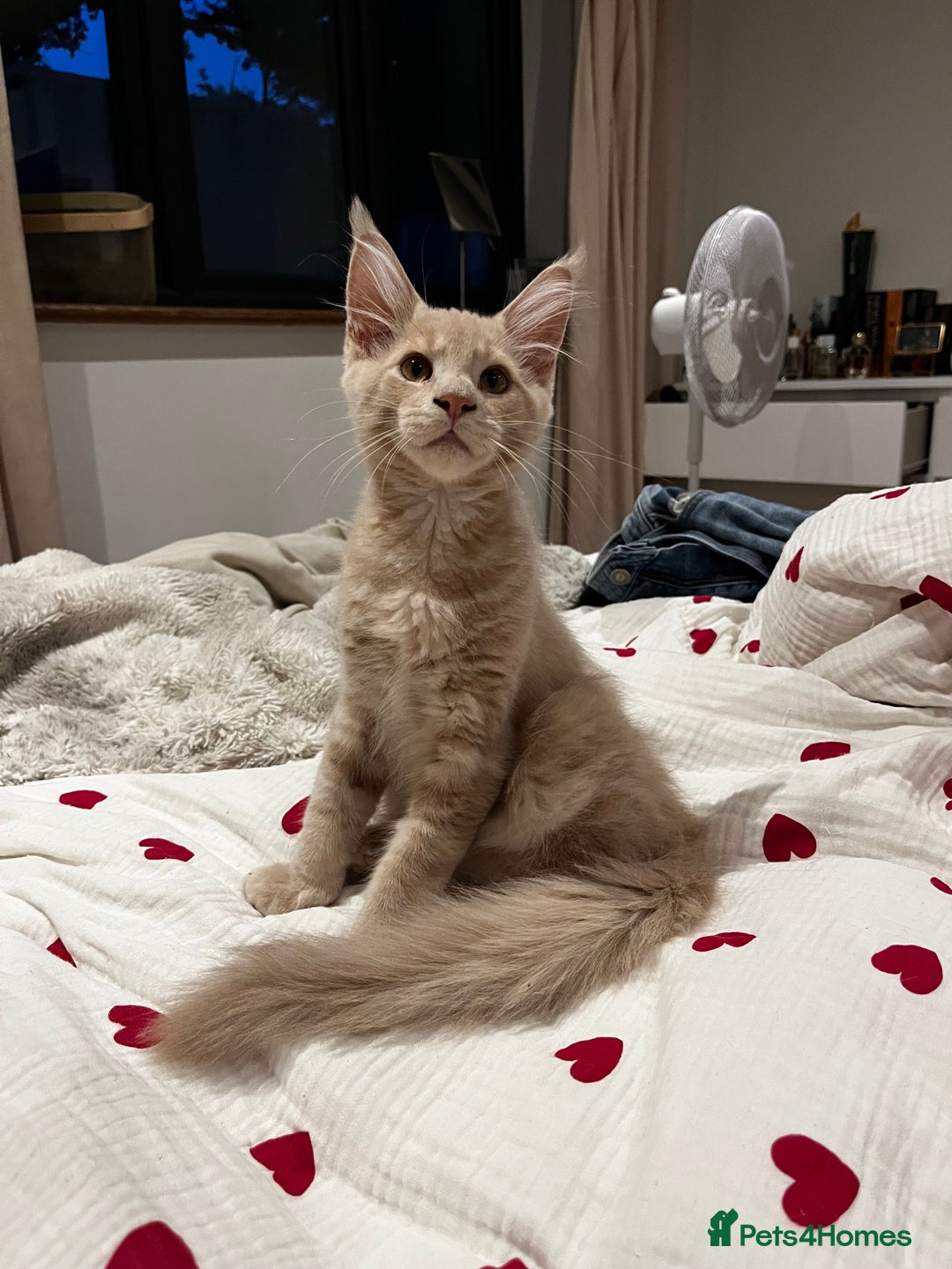 Maine Coon cats for sale: 2 Cream MC kittens ready for their fur-ever homes - Image 10