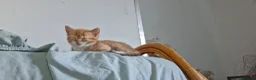 Mixed Breed cats for sale: Beautiful ginger kitten - Advert 10