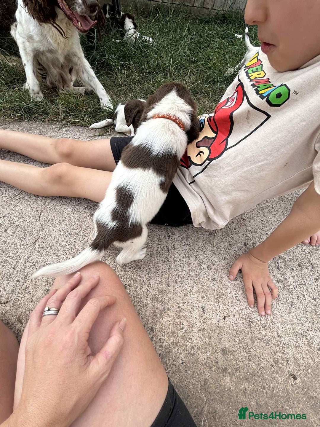 English Springer Spaniel dogs for sale: English springer spaniel puppies  - Image 7