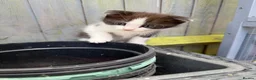 Mixed Breed cats for sale: Beautiful kittens for sale  - Advert 7